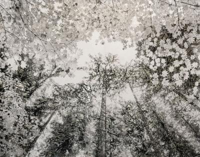 Bill Claps Forest Canopy Pacific Spirit Park II