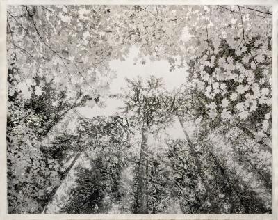 Bill Claps Forest Canopy Pacific Spirit Park II 