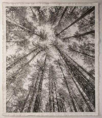 Bill Claps Forest Canopy Pacific Spirit park I