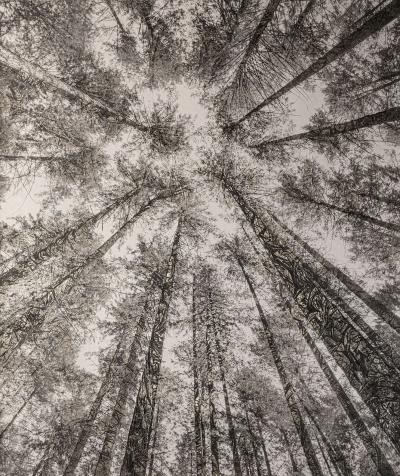 Bill Claps Forest Canopy Pacific Spirit park I