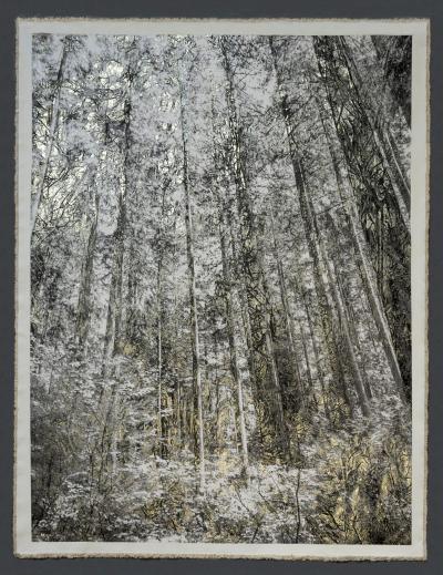 Bill Claps Forest View Pacific Spirit Park Vancouver