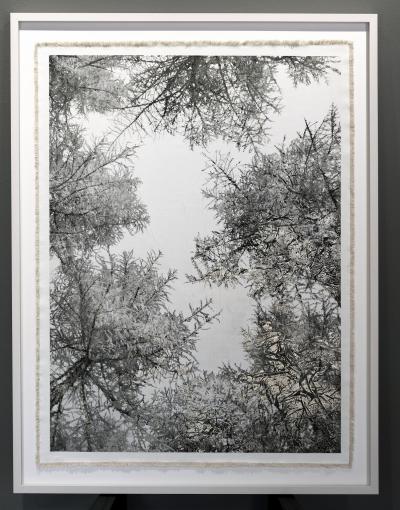 Bill Claps Larch Forest Canopy Val Fex