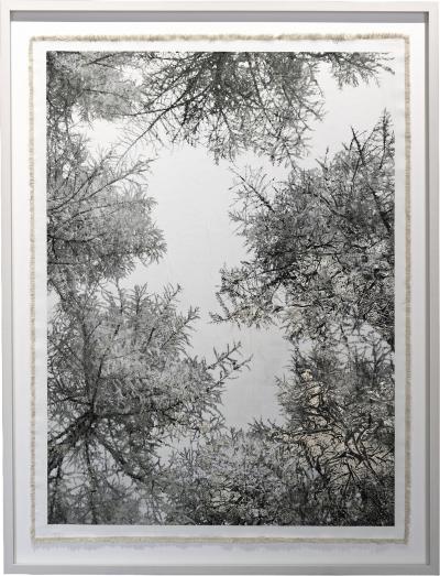 Bill Claps Larch Forest Canopy Val Fex