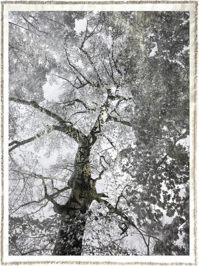 Bill Claps Prospect Park Maple