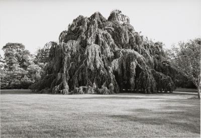 Black And White Photograph Of A Tree In A Landscape