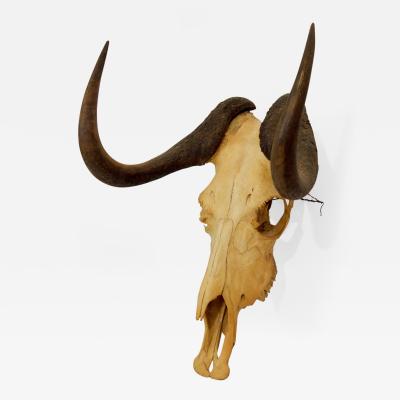Black Wildebeest Skull and Horns