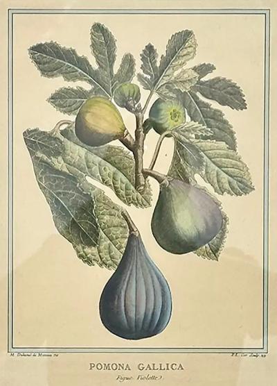 Botanical Print Pomona Gallica Fig Violette by Henri Louis Duhamel Du Monceau