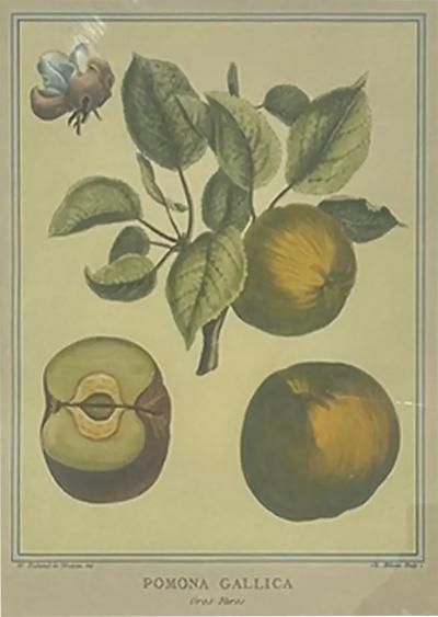 Botanical Print Pomona Gallica Gros Faros Fig by Henri Louis Duhamel Du Monceau