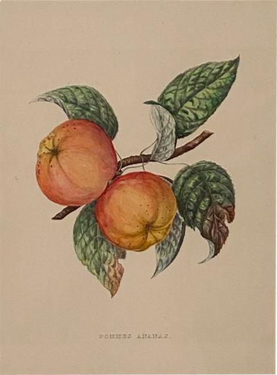 Botanical Study of Fruits and Nuts by Duhamel du Monceau early 19th century