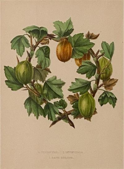 Botanical Study of Fruits and Nuts by Duhamel du Monceau early 19th century