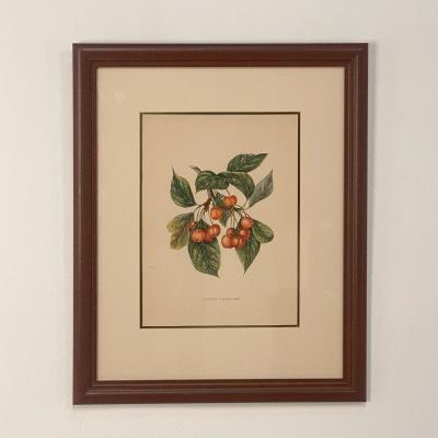 Botanical Study of Fruits and Nuts by Duhamel du Monceau early 19th century