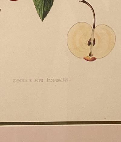 Botanical Study of Fruits and Nuts by Duhamel du Monceau early 19th century