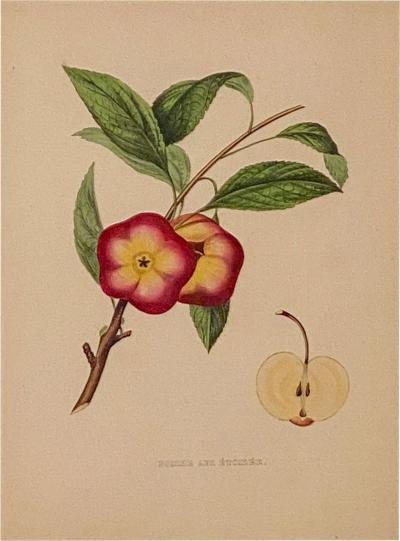 Botanical Study of Fruits and Nuts by Duhamel du Monceau early 19th century