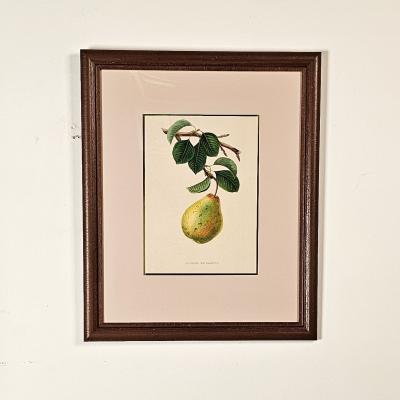 Botanical Study of Fruits and Nuts by Duhamel du Monceau early 19th century