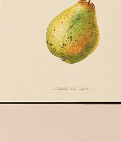 Botanical Study of Fruits and Nuts by Duhamel du Monceau early 19th century