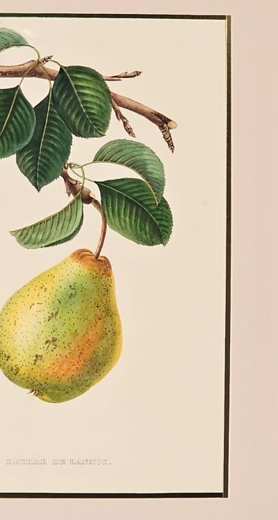 Botanical Study of Fruits and Nuts by Duhamel du Monceau early 19th century