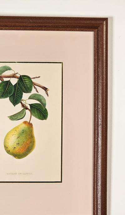 Botanical Study of Fruits and Nuts by Duhamel du Monceau early 19th century