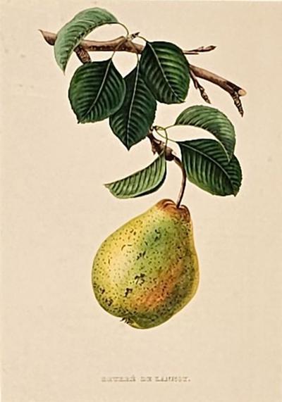 Botanical Study of Fruits and Nuts by Duhamel du Monceau early 19th century