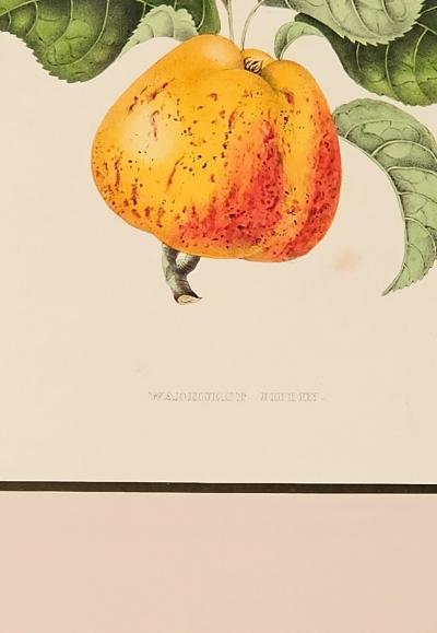 Botanical Study of Fruits and Nuts by Duhamel du Monceau early 19th century