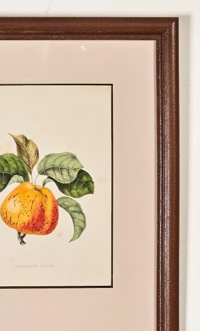Botanical Study of Fruits and Nuts by Duhamel du Monceau early 19th century