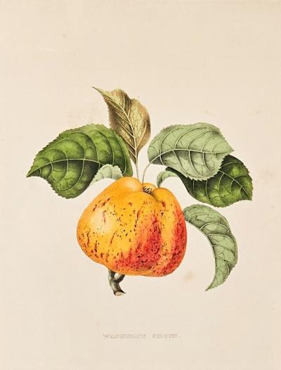 Botanical Study of Fruits and Nuts by Duhamel du Monceau early 19th century