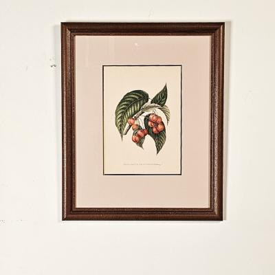 Botanical Study of Fruits and Nuts by Duhamel du Monceau early 19th century