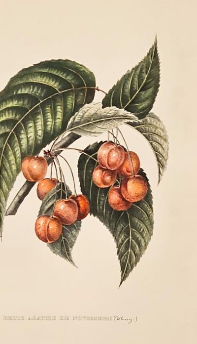 Botanical Study of Fruits and Nuts by Duhamel du Monceau early 19th century
