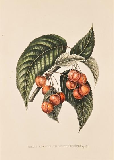 Botanical Study of Fruits and Nuts by Duhamel du Monceau early 19th century