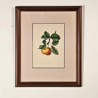 Botanical Study of Fruits and Nuts by Duhamel du Monceau early 19th century