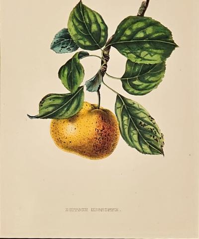 Botanical Study of Fruits and Nuts by Duhamel du Monceau early 19th century