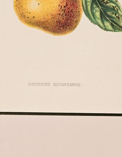 Botanical Study of Fruits and Nuts by Duhamel du Monceau early 19th century