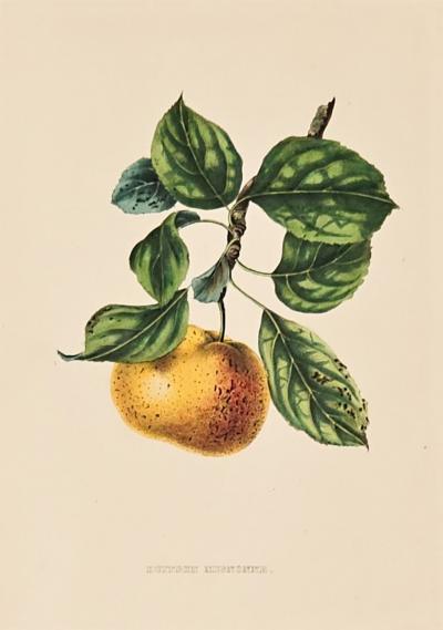 Botanical Study of Fruits and Nuts by Duhamel du Monceau early 19th century