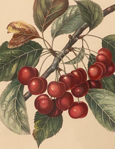 Botanical Study of Fruits and Nuts by Duhamel du Monceau early 19th century