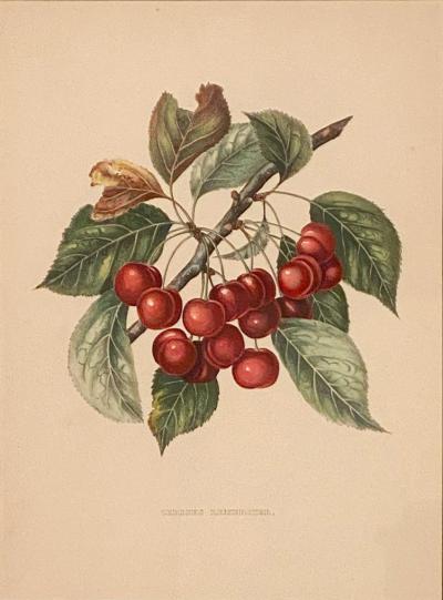 Botanical Study of Fruits and Nuts by Duhamel du Monceau early 19th century