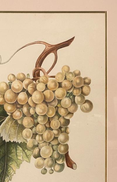 Botanical Study of Fruits and Nuts by Duhamel du Monceau early 19th century