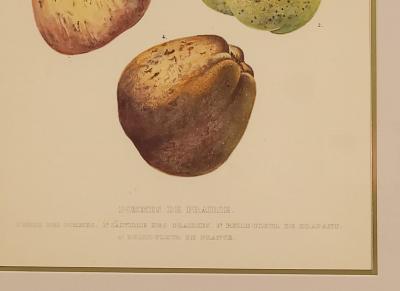Botanical Study of Fruits and Nuts by Duhamel du Monceau early 19th century