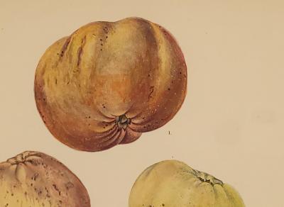 Botanical Study of Fruits and Nuts by Duhamel du Monceau early 19th century