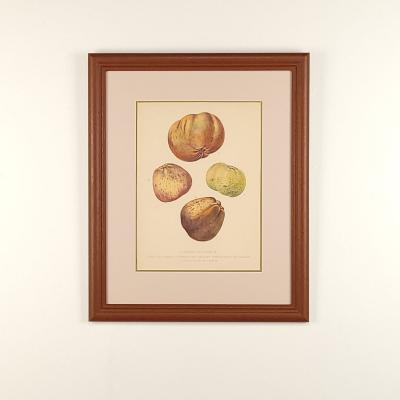 Botanical Study of Fruits and Nuts by Duhamel du Monceau early 19th century