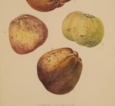 Botanical Study of Fruits and Nuts by Duhamel du Monceau early 19th century