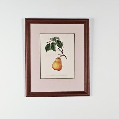Botanical Study of Fruits and Nuts by Duhamel du Monceau early 19th century