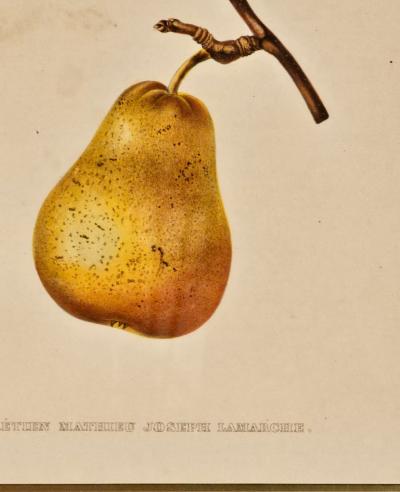 Botanical Study of Fruits and Nuts by Duhamel du Monceau early 19th century