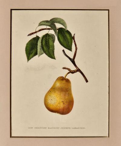Botanical Study of Fruits and Nuts by Duhamel du Monceau early 19th century