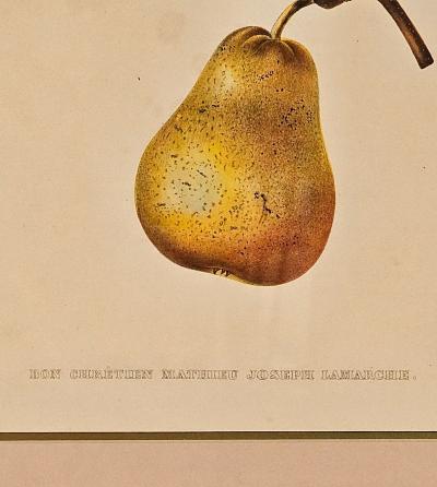 Botanical Study of Fruits and Nuts by Duhamel du Monceau early 19th century