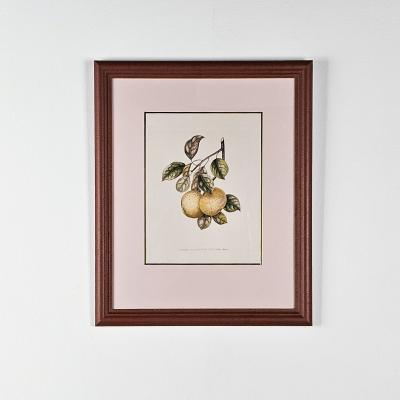Botanical Study of Fruits and Nuts by Duhamel du Monceau early 19th century