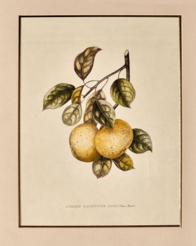 Botanical Study of Fruits and Nuts by Duhamel du Monceau early 19th century