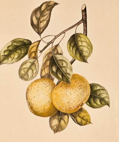 Botanical Study of Fruits and Nuts by Duhamel du Monceau early 19th century