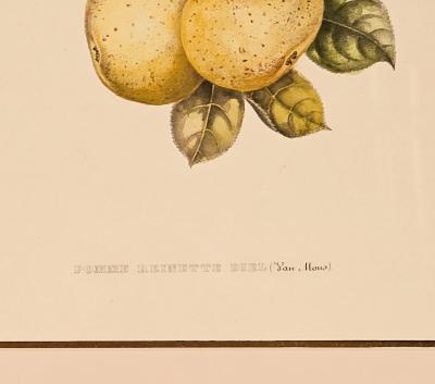 Botanical Study of Fruits and Nuts by Duhamel du Monceau early 19th century
