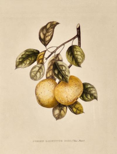 Botanical Study of Fruits and Nuts by Duhamel du Monceau early 19th century