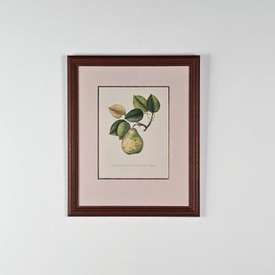 Botanical Study of Fruits and Nuts by Duhamel du Monceau early 19th century