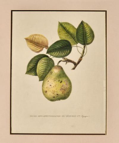 Botanical Study of Fruits and Nuts by Duhamel du Monceau early 19th century